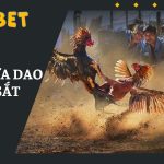 đá gà cựa dao, cựa sắt